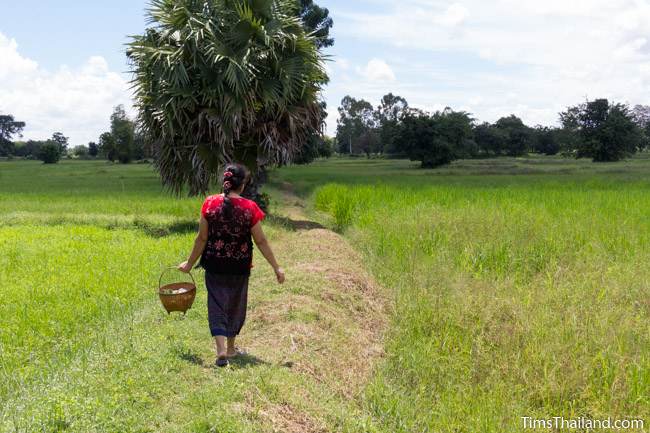 woman walking between rice fields