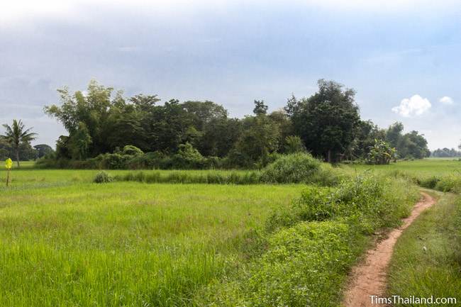 forest grove of Prang Sra Pleng Khmer ruin