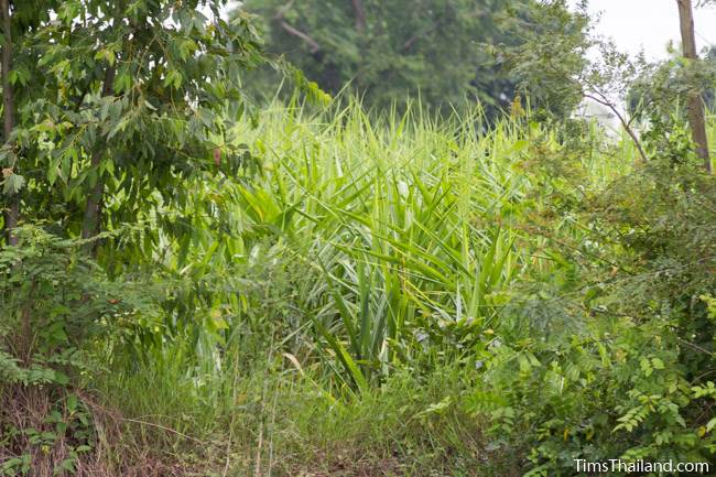 sugarcane growing in barai for Prasat Nong Phak Rai Khmer ruin