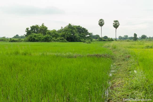 rice fields and trees around Prasat Nong Phak Rai Khmer ruin