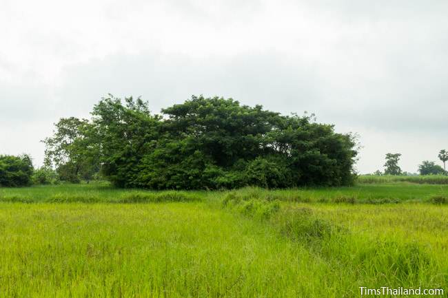 rice fields and trees around Prasat Nong Phak Rai Khmer ruin