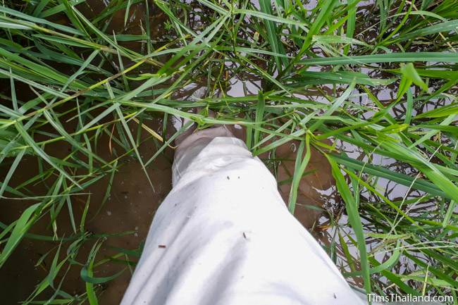 standing in a rice paddy