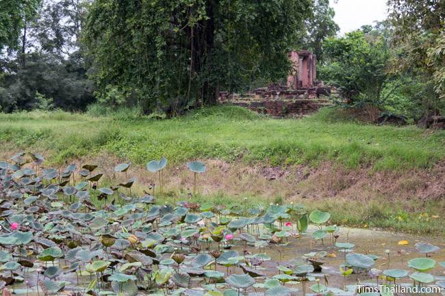 lotus-filled moat at Prang Phakho Khmer ruin