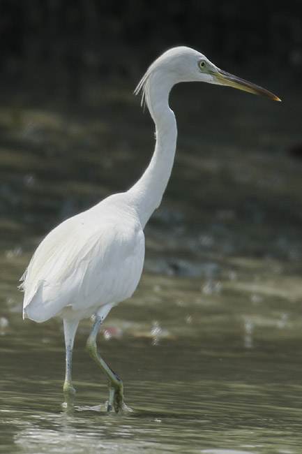 Chinese egret