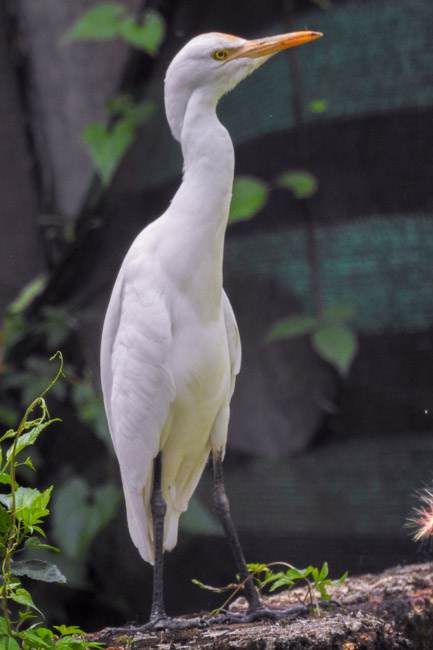 easter cattle egret