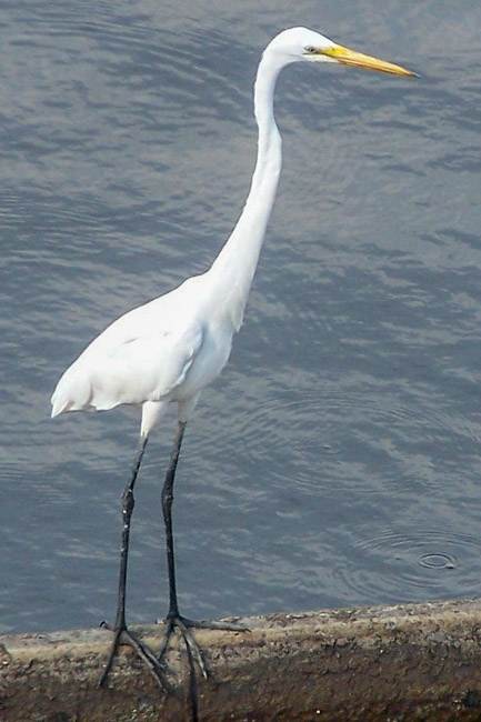 great egret