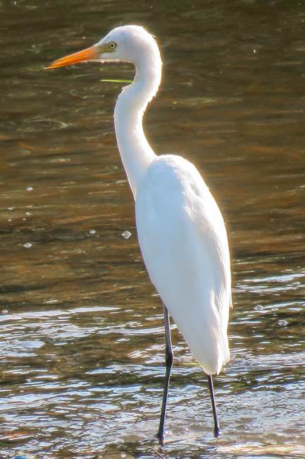 intermediate egret