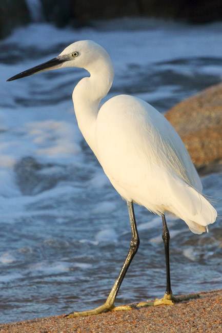 little egret