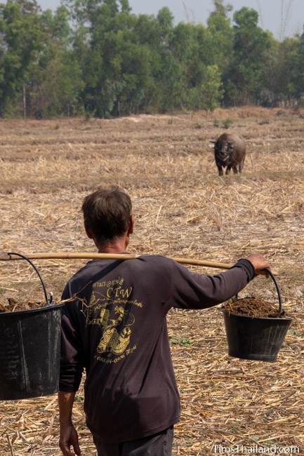 taking fertilizer to a rice field after Boon Berk Bahn