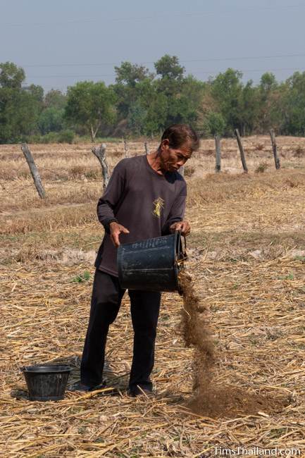 pouring fertilizer into a rice field after Boon Berk Bahn