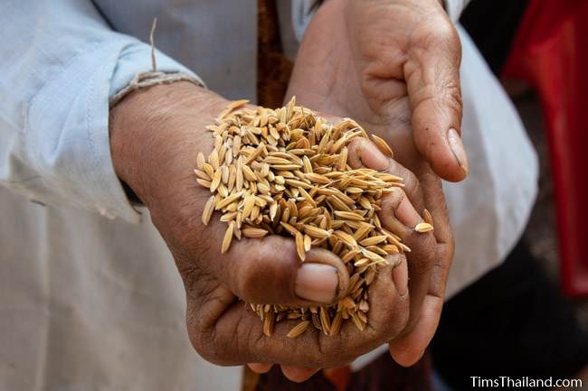 holding a handful of rice at Boon Berk Bahn