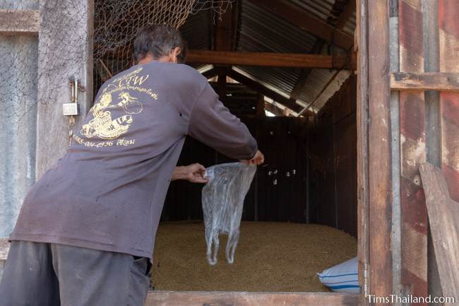 man pouring rice into silo after Boon Berk Bahn