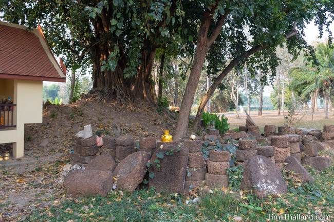 piles of laterite under a Bodhi tree