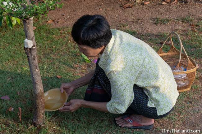 woman pouring water at the base of a tree