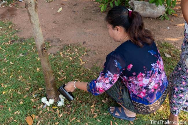 woman pouring water at the base of a tree