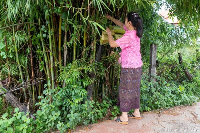 woman hanging kratong in bamboo tree