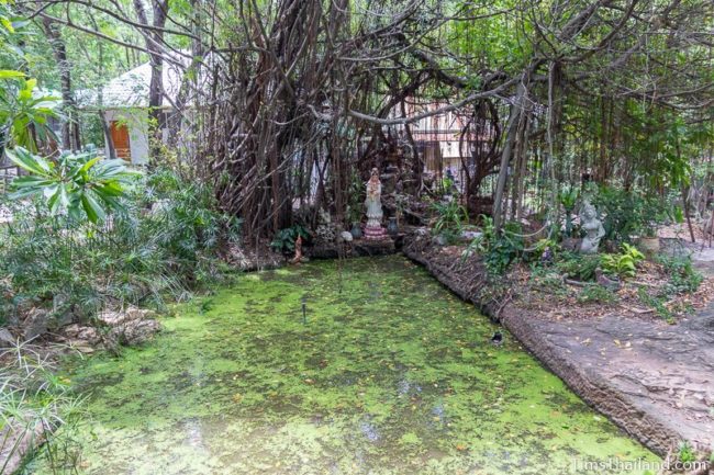 algae covered quarry pond