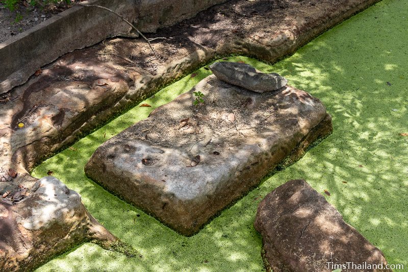 algae covered pond with cutting marks visible