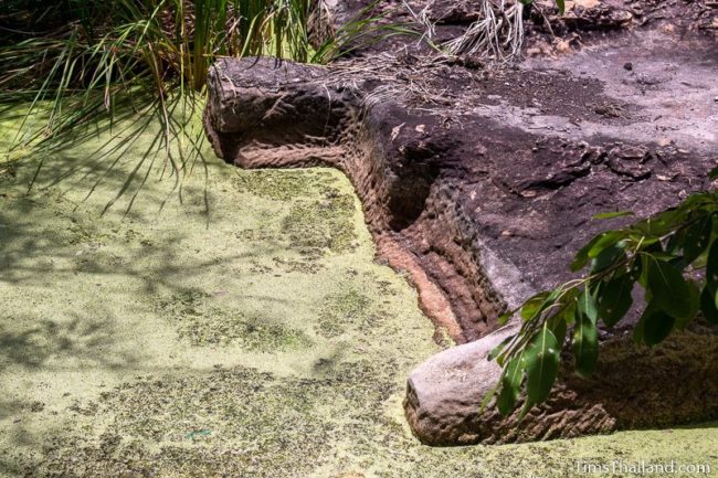 algae covered pond with cutting marks visible