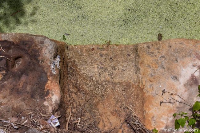 algae covered pond with cutting marks visible