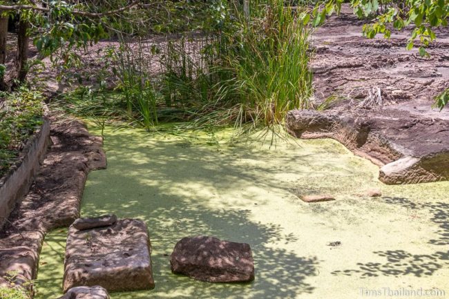 algae covered pond with cutting marks visible