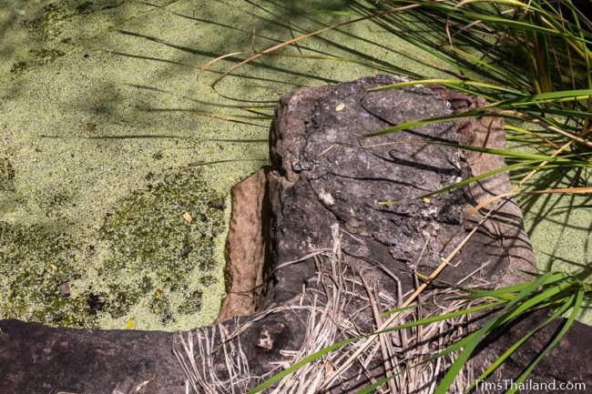 algae covered pond with cutting marks visible