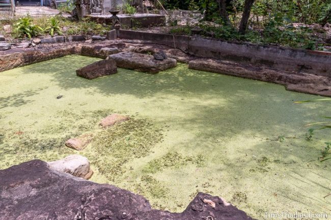 algae covered pond with cutting marks visible