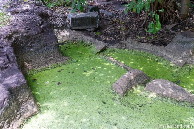 algae covered pond with cutting marks visible