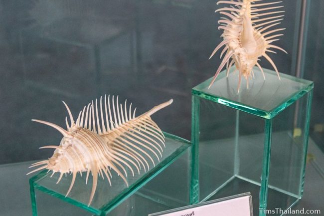 two shells with long spines