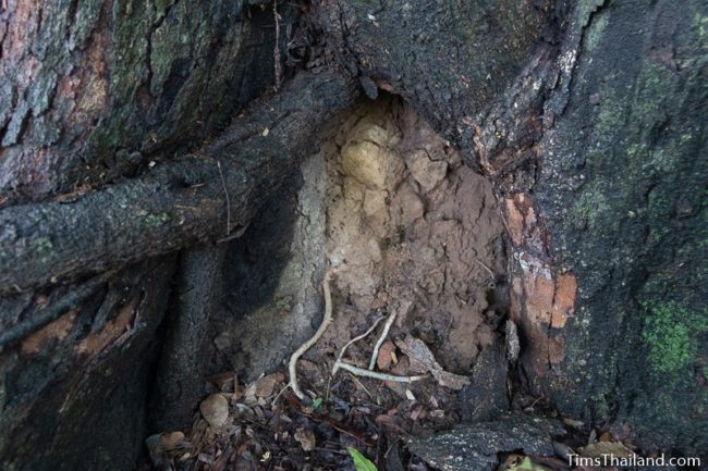 bricks under a tree