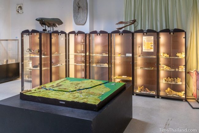 fossils in display cases