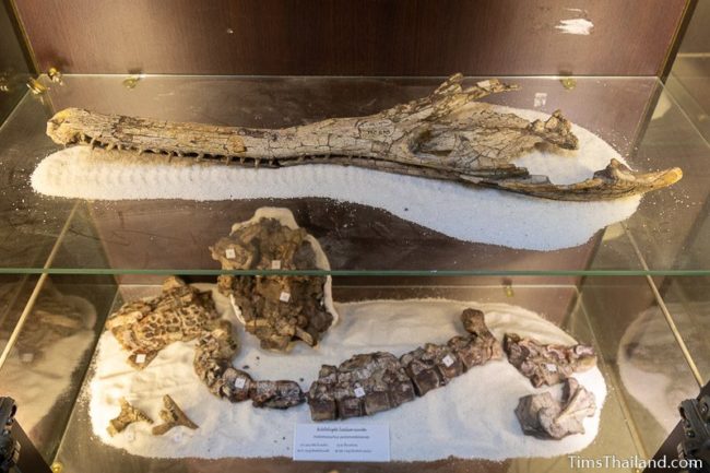 gharial and crocodile fossils
