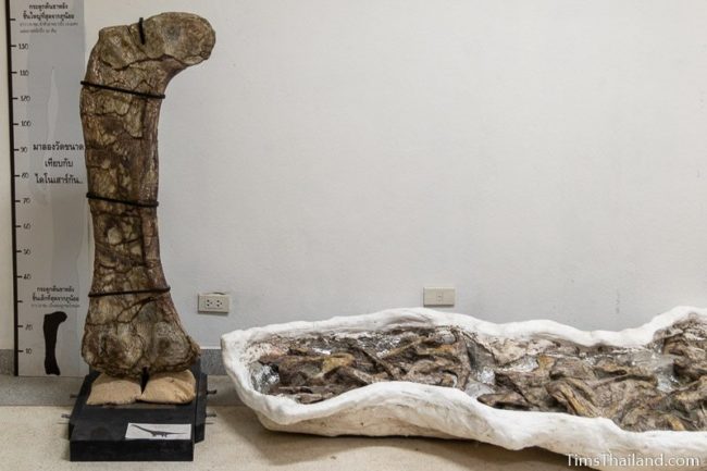 large dinosaur femur fossil