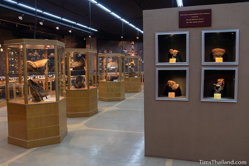 display cases with mushrooms