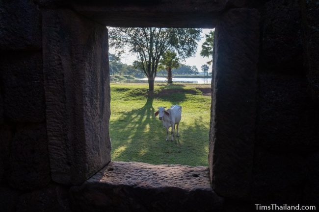 cow seen through gopura window