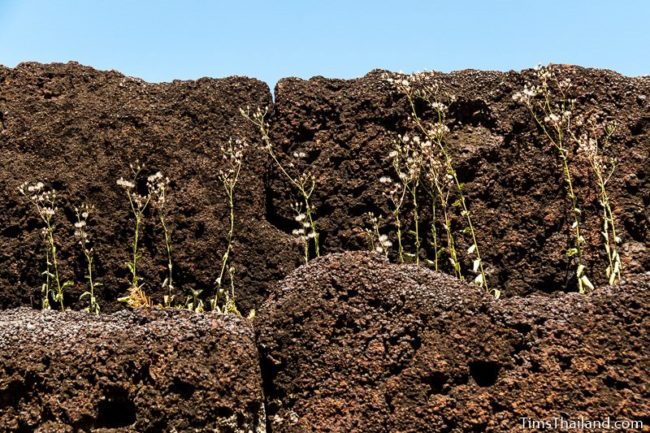 flowers growing on laterite wall