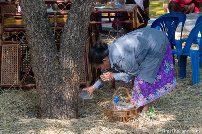 woman pouring water on a tree