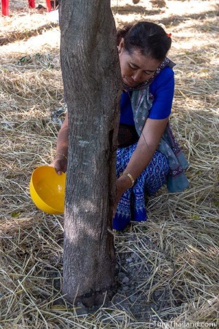 woman pouring water on a tree