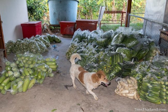 dog walking amidst bags of vegetables