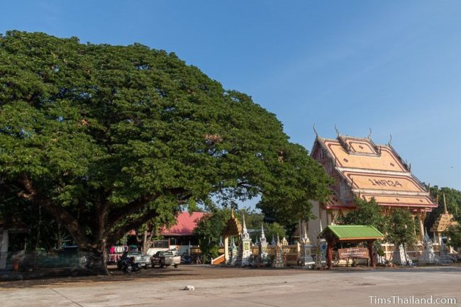 the ubosot and a giant rain tree