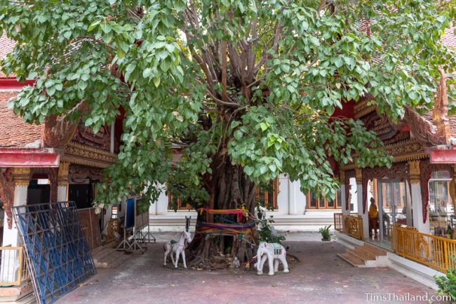 tree growing between the wihans