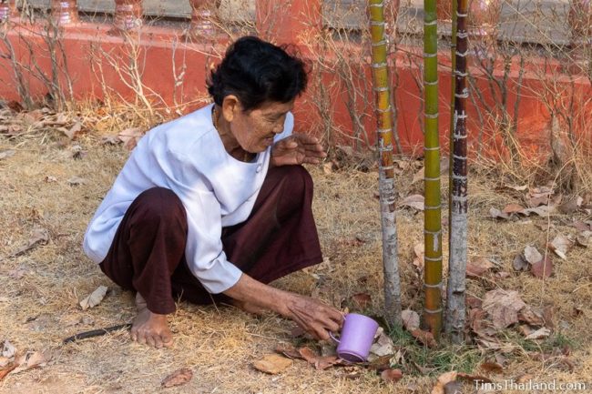 woman pouring gruat nam water on a tree