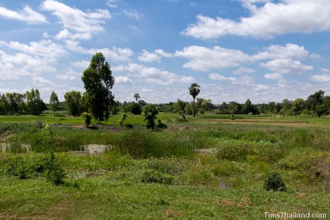 view of water and rice in the baray