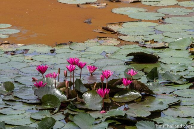 pink water lilies in baray