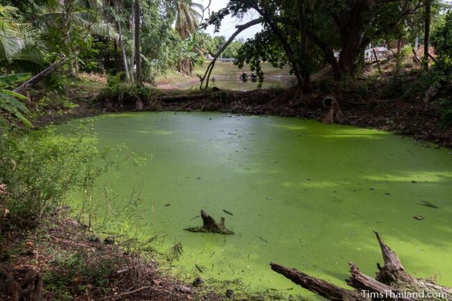 section of moat covered with green algae