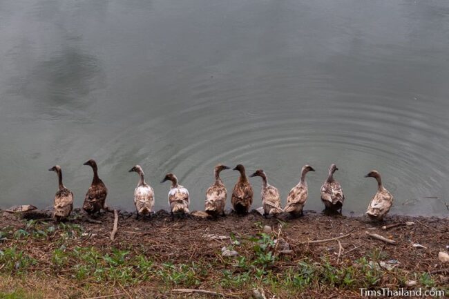 ten ducks sitting on edge of nong bon pond