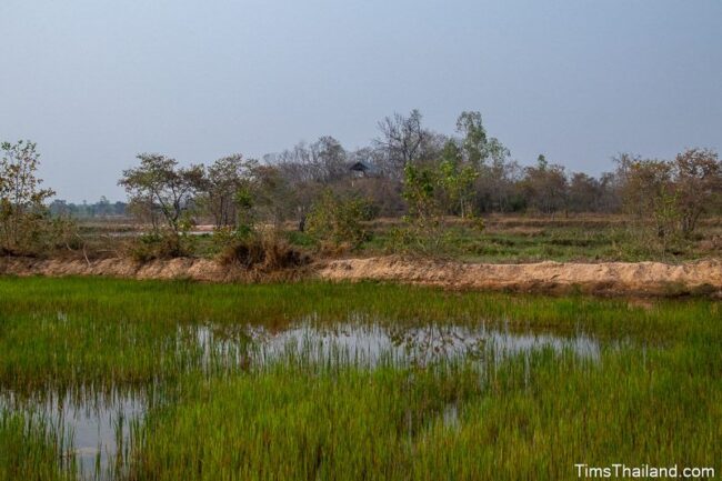 rice paddy with mound in the back