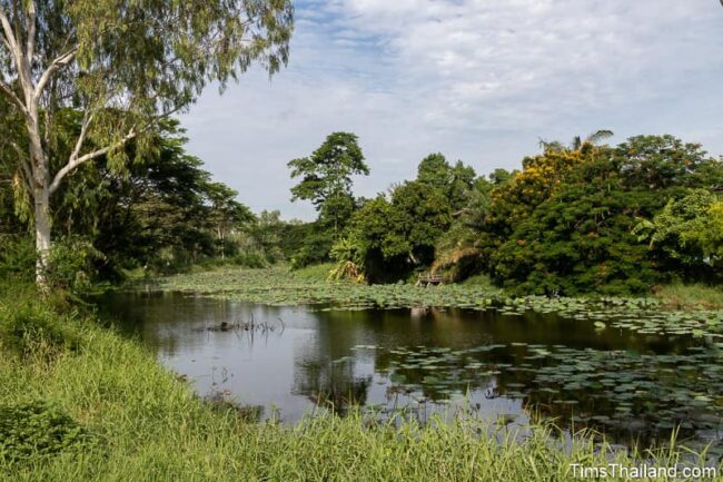 moat with many lily pads