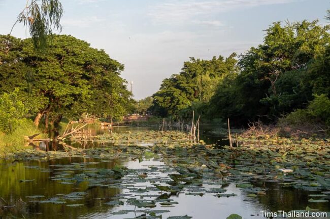 moat with many lily pads