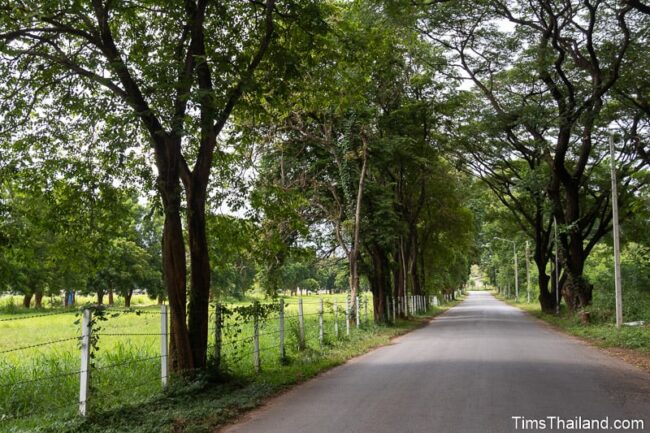 tree-lined country road